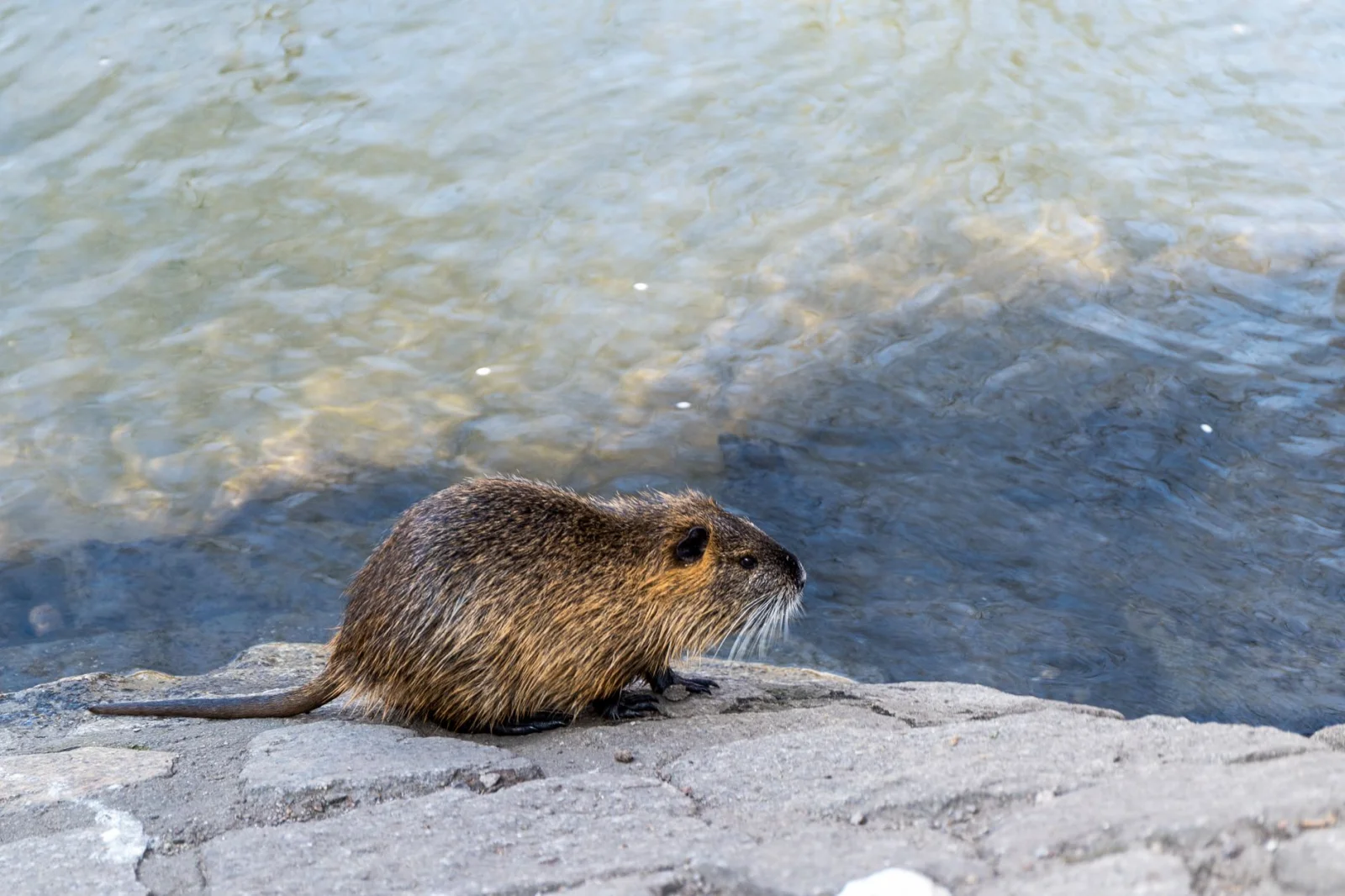 Ruthless Hunting: A Painful Fate for Nutrias in Germany