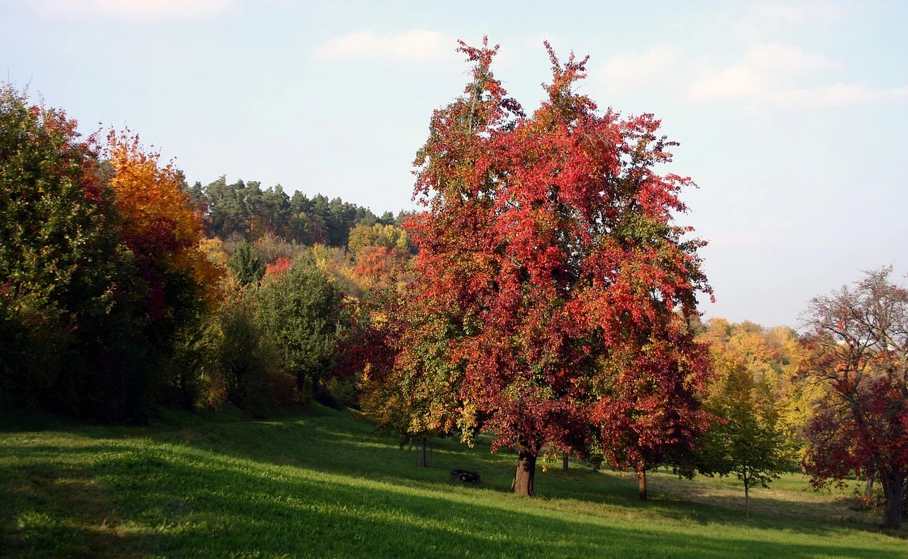 The Flourishing of Fruit Gardens in Hesse; A Sign of a Greener Future