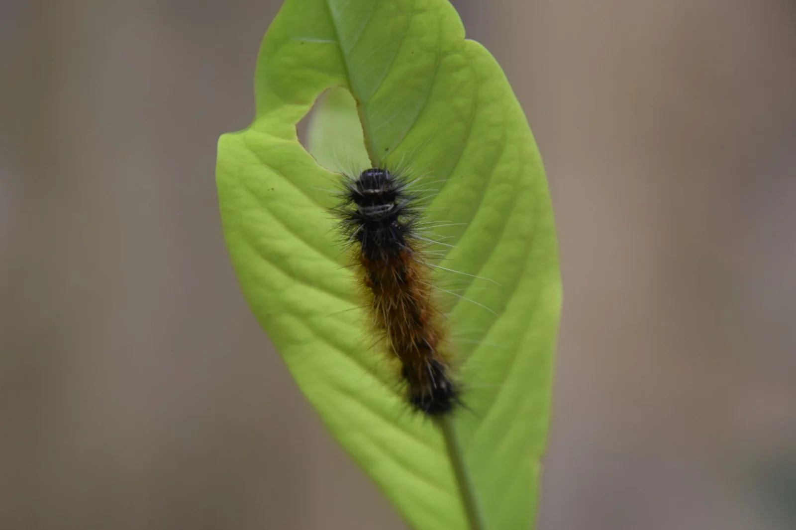 Warning About Biological Hazards: Harmful Caterpillars in Cemeteries