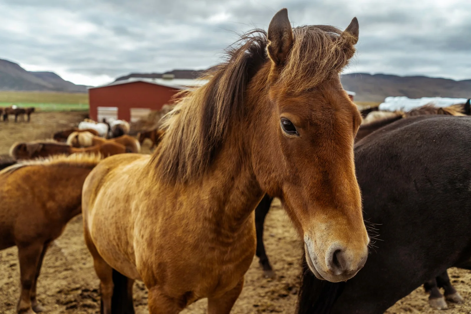 Amazing Challenge: Can You Find the Unique Horse?