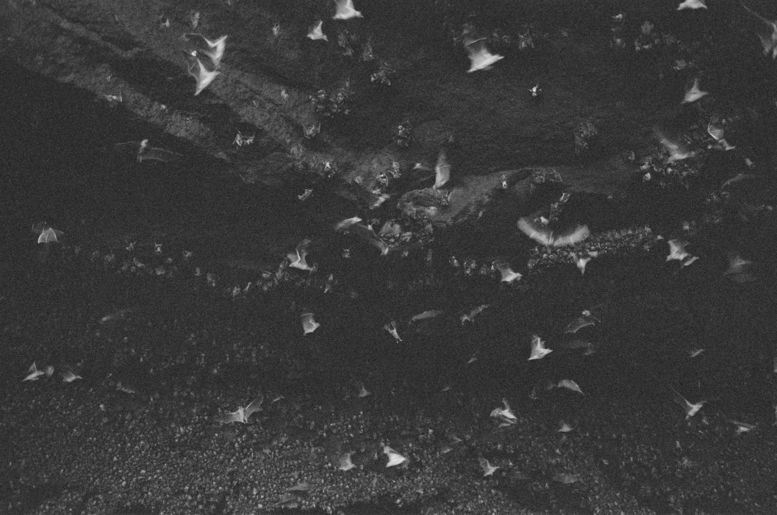 Strange Claim: Bats Hunt Birds!