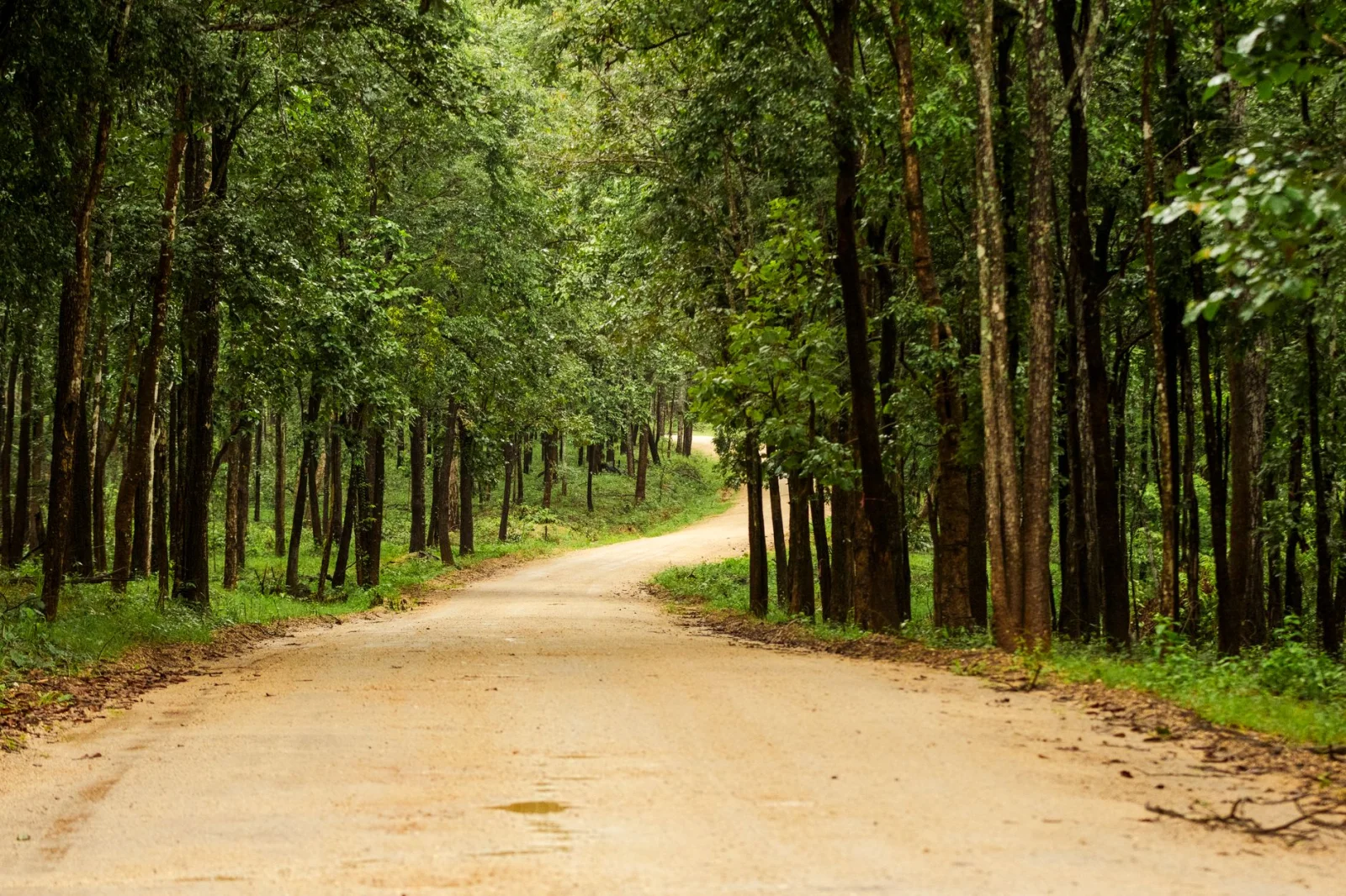 Why the 'Green Belt' is Vital for the Future of Nature?