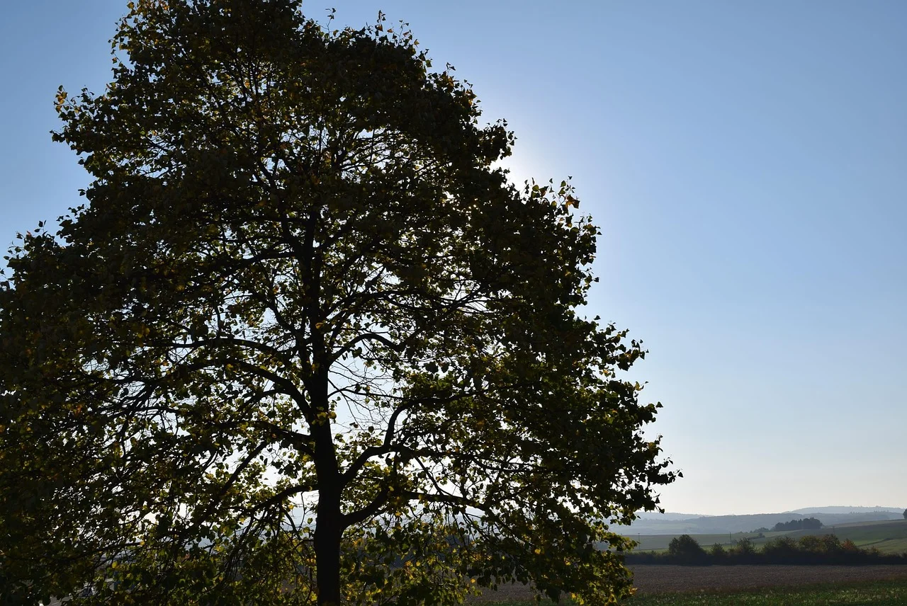 Weather Transformation: From Clouds to Sunshine!