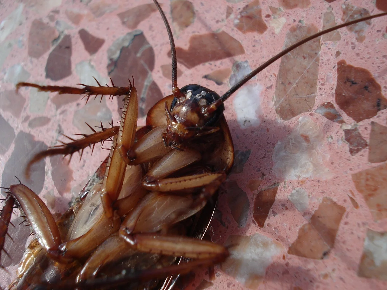 Controversial Claim: Russia Uses Dead Animals as Biological Weapons