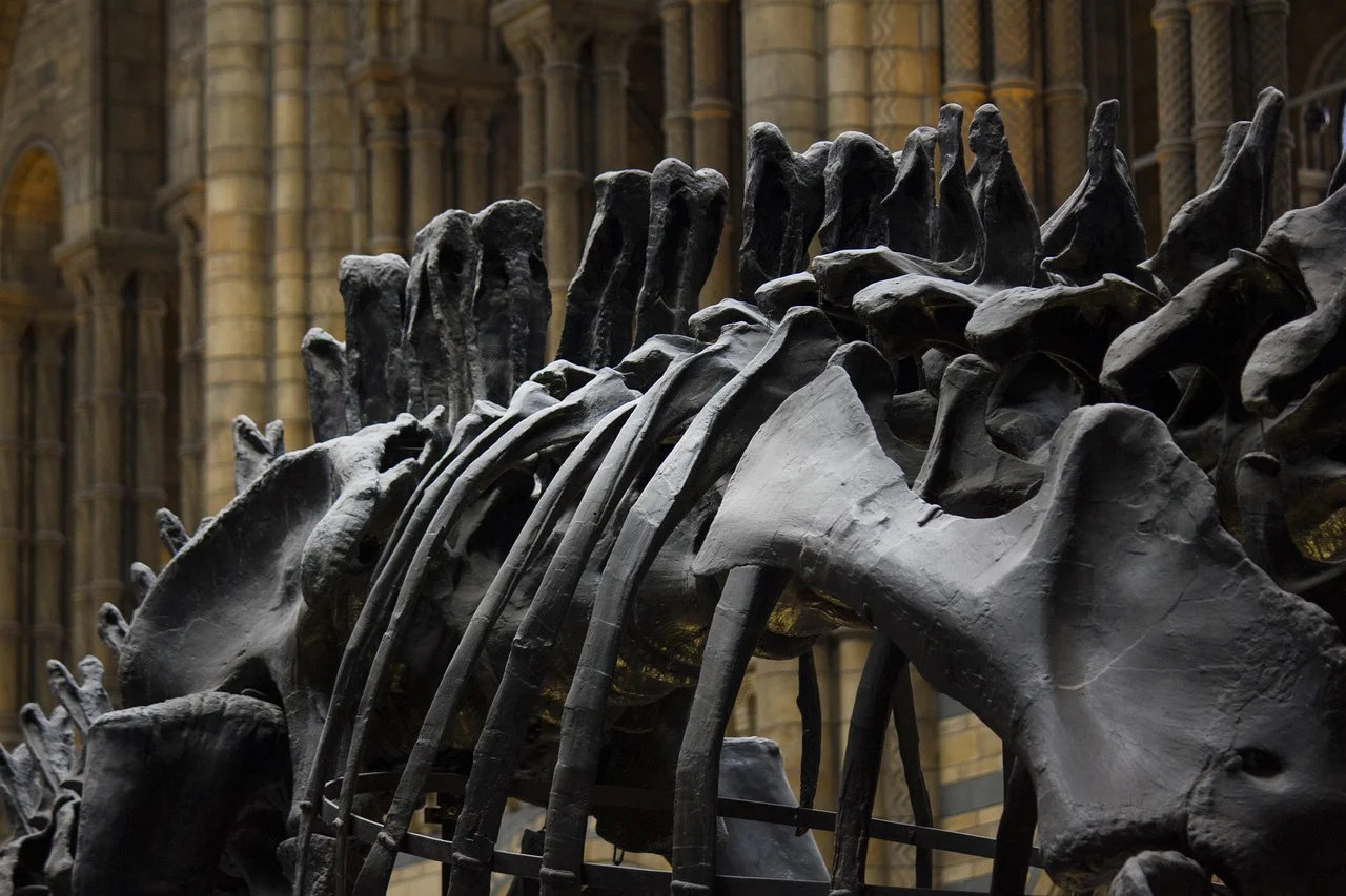 The Strange World of Bones: How Worms Come to the Aid of Museums?