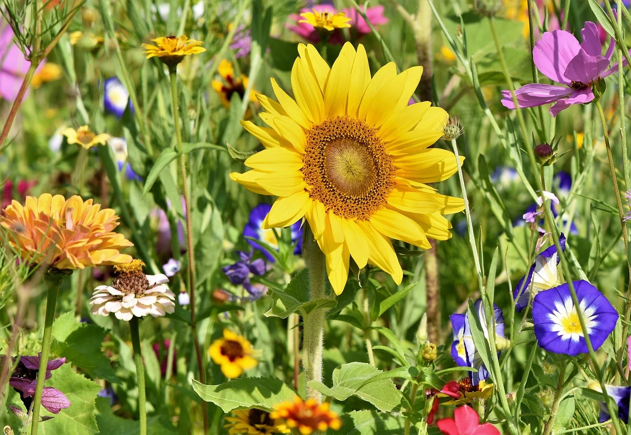 Conquering Gardens: Home Remedies to Combat Flower Mildew