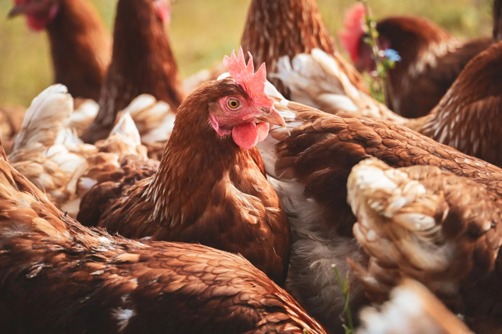 Major Shift in Animal Protection Laws in the European Union