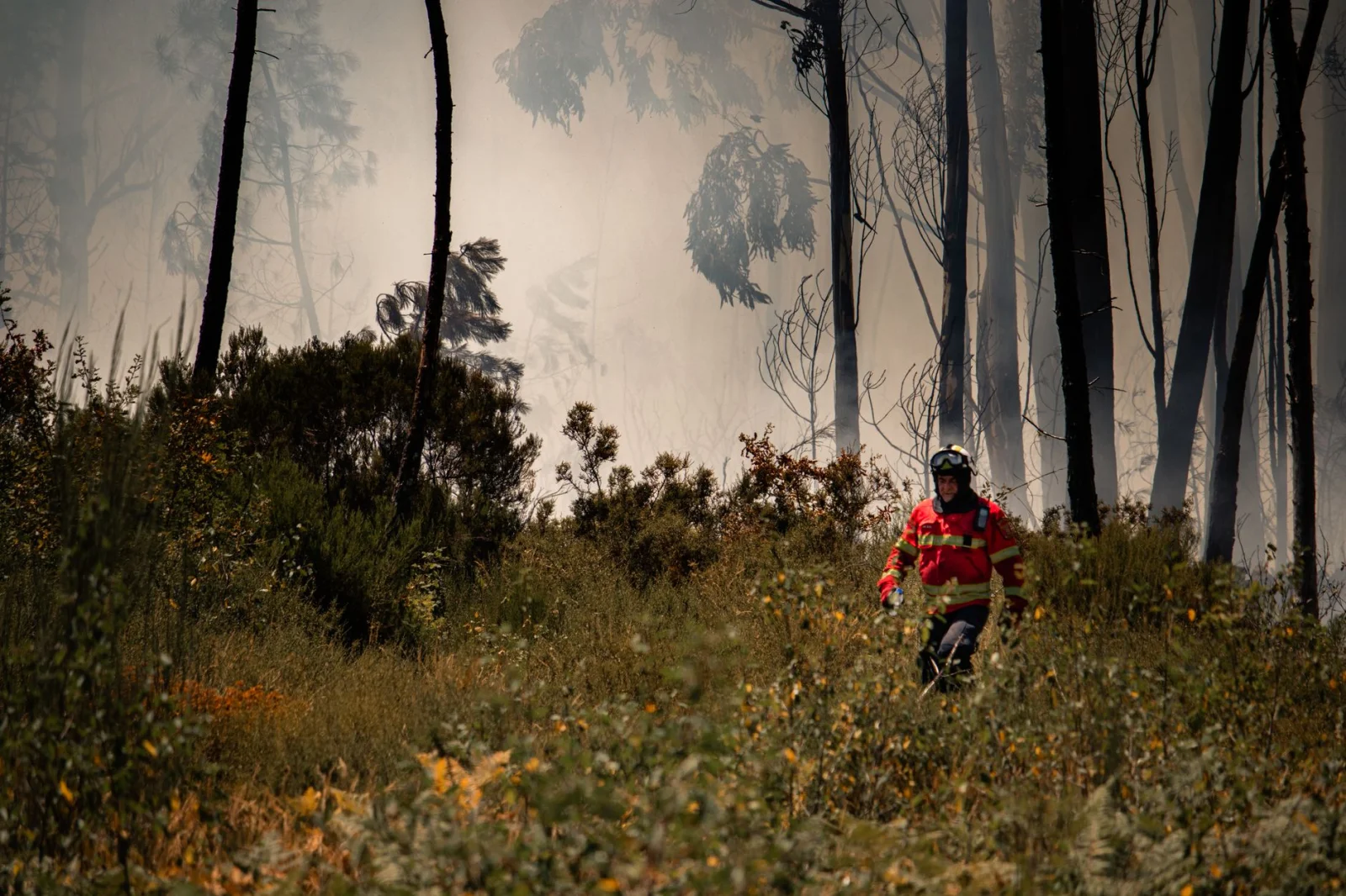 Devastating Fires in Europe: 1000 Fires in One Year!