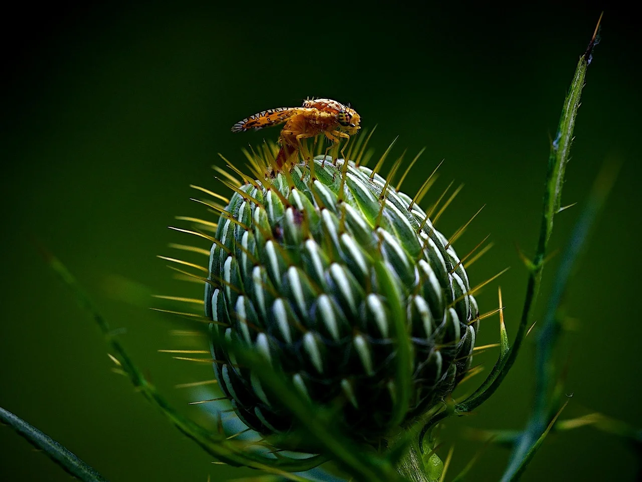 Wet Summer and the Invasion of Flies: New Enemies of Your Garden!