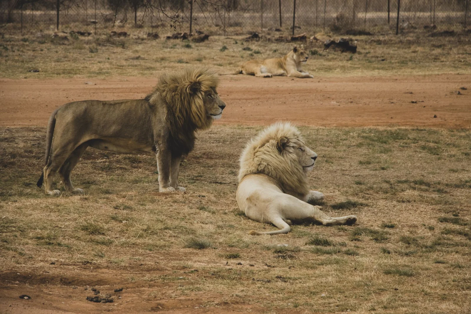 A Scary Moment: Lions Rested Next to Guests in the Wild