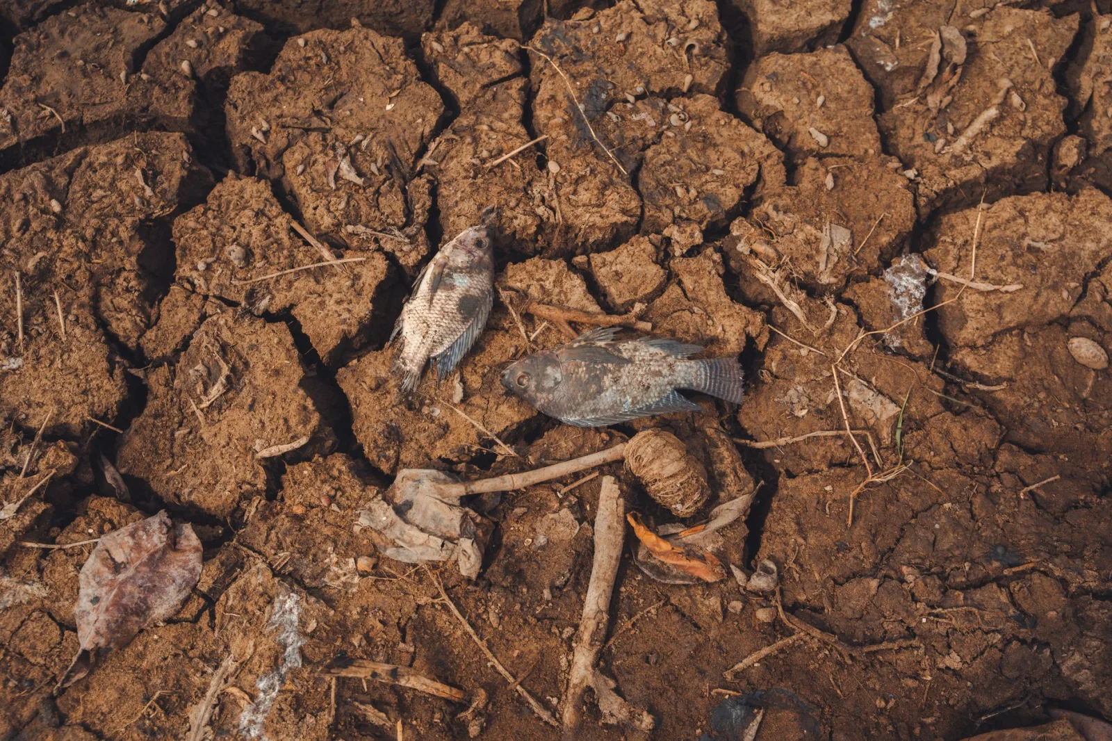 Discovery of Dead Fish in Ach: What Happened to the Ecosystem?