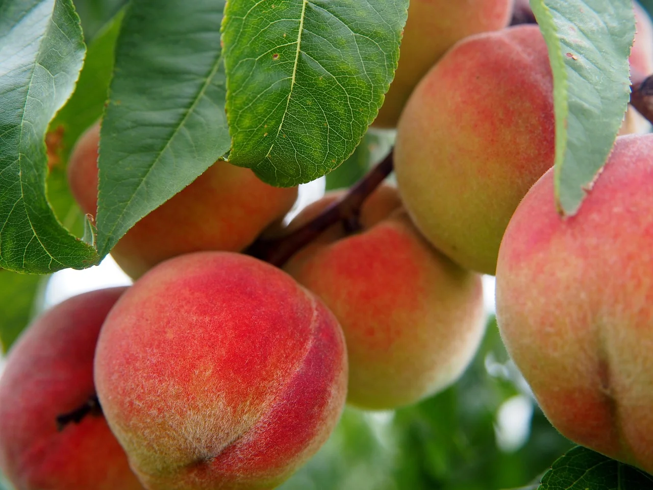 Preserving Nature with Fruit Gardens: An Adventure in Hesse!