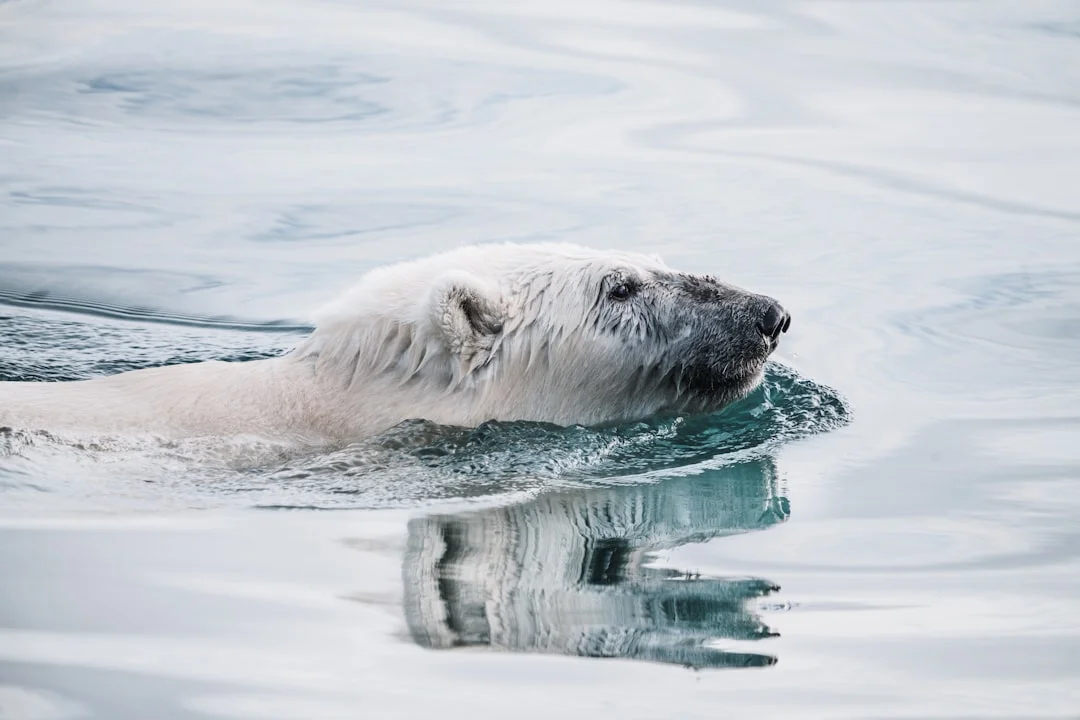 Polar Athlete! A Polar Bear Challenges Itself in Its Water Training