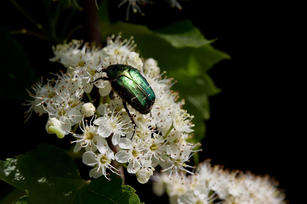 Secrets of Junikäfer: Why July Also Belongs to Them?