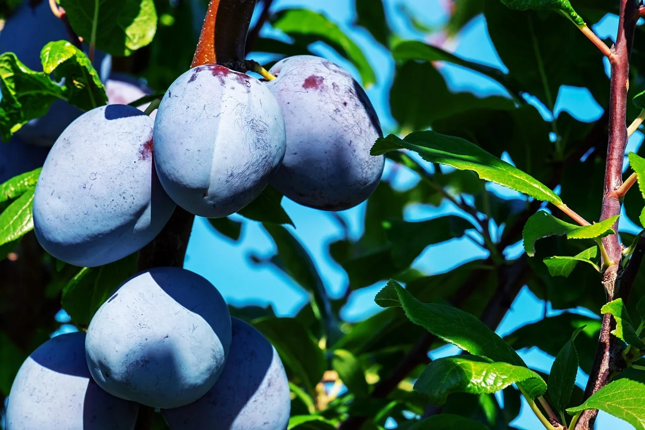How to Identify Fruit Trees: Plum or Greengage?