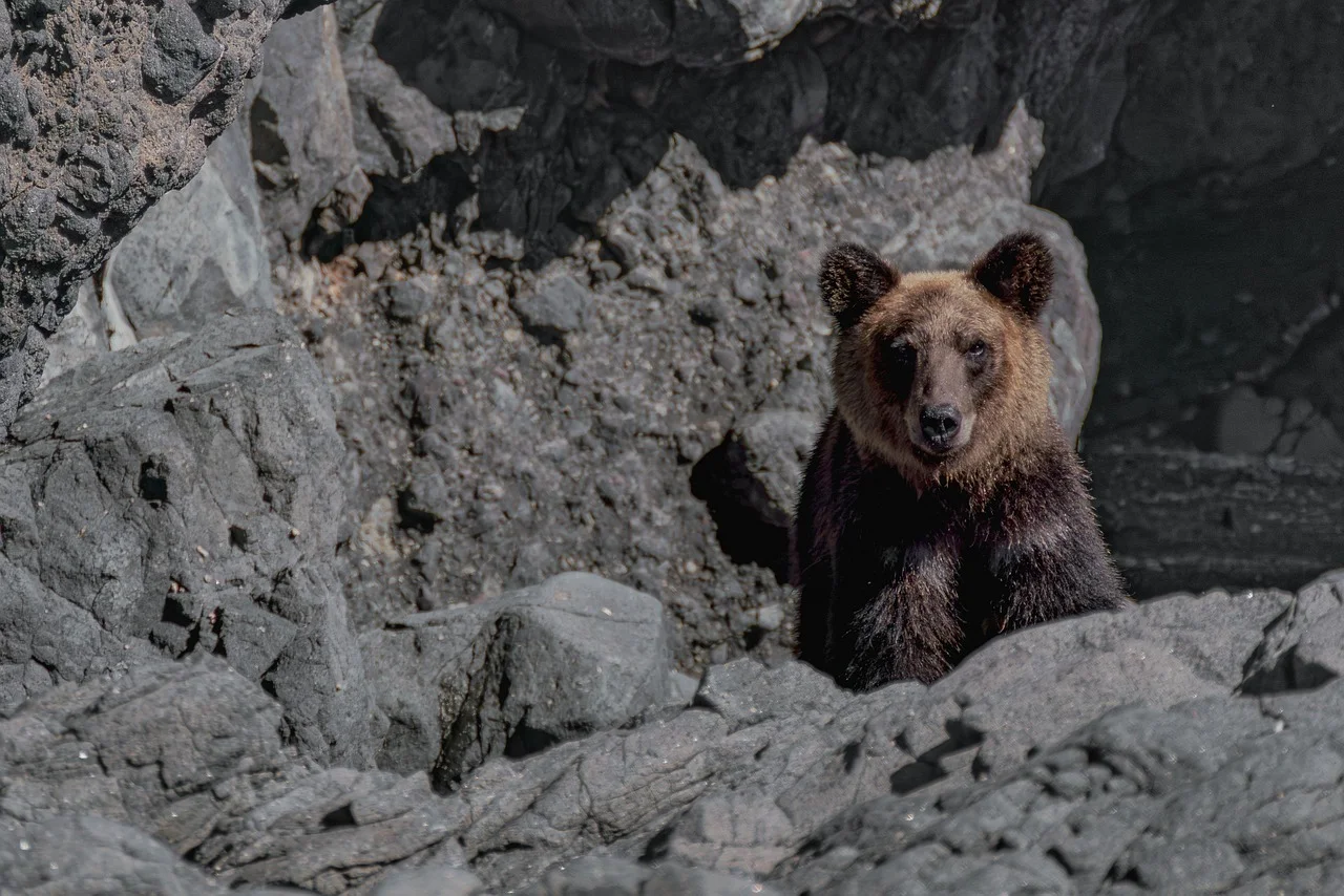 Fatal Incident in Japan: Bear Defense Spray Claims Five Lives