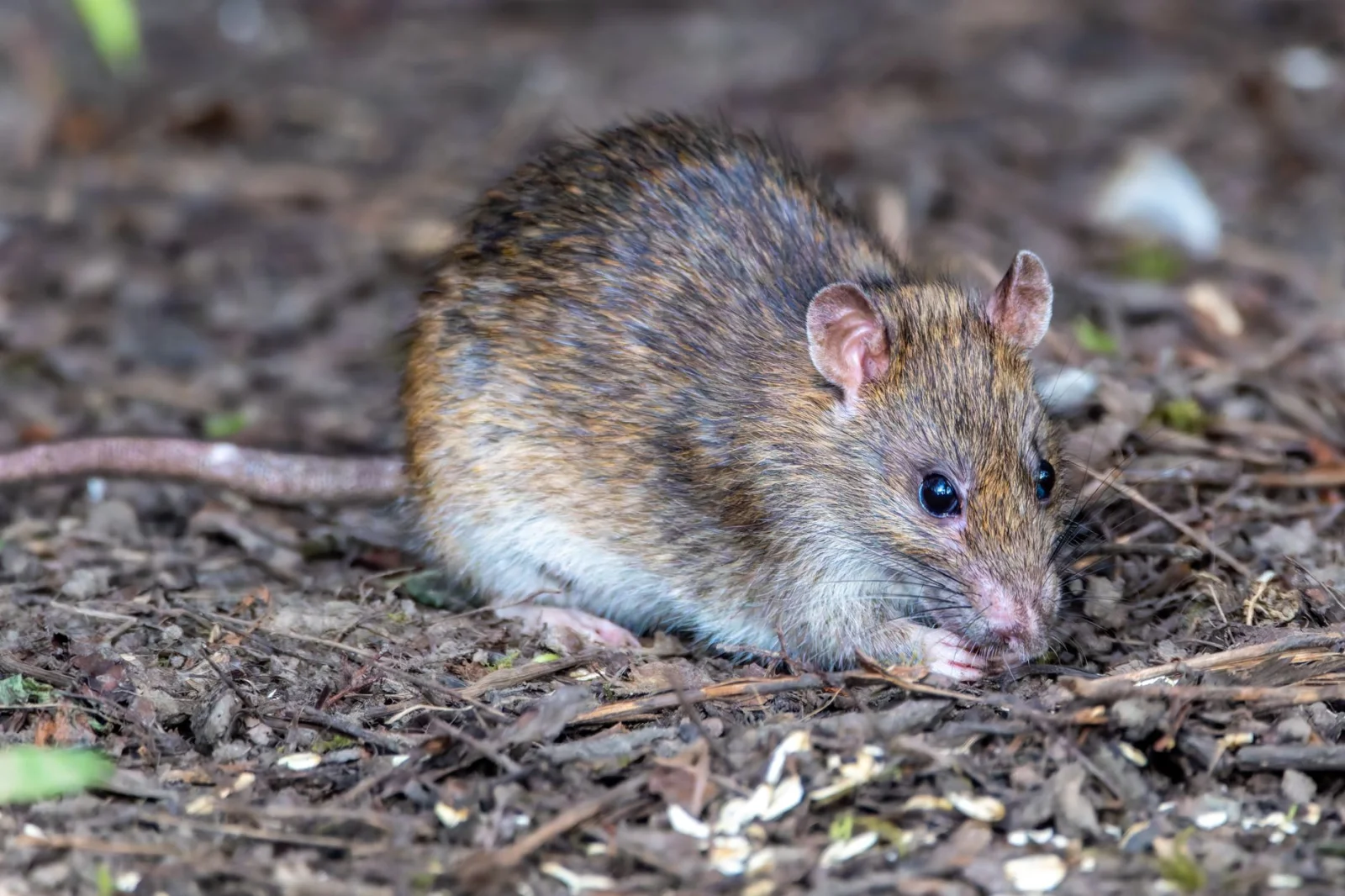 War with Mice in Germany; Hunting Hundreds of Thousands of Animals!