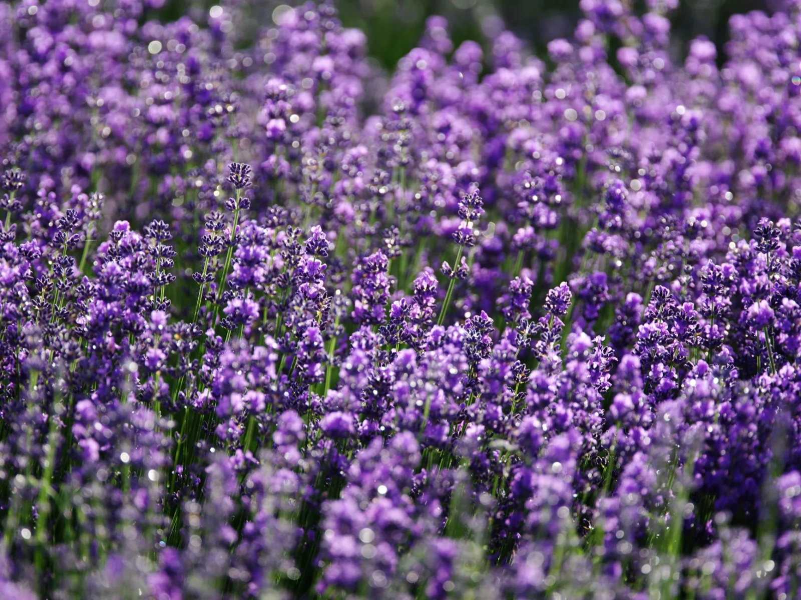 How to Properly Water Lavender in Heat and Storms?