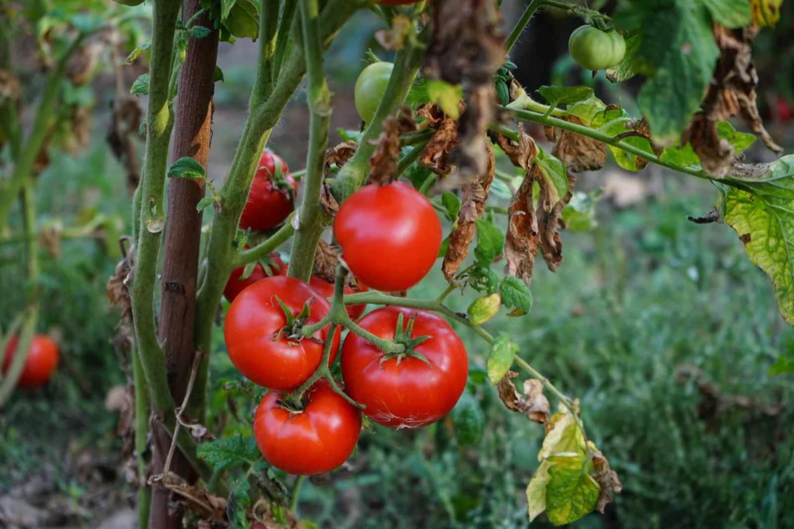 Cafe and Garden: How to Keep Your Tomatoes Thriving with Coffee?
