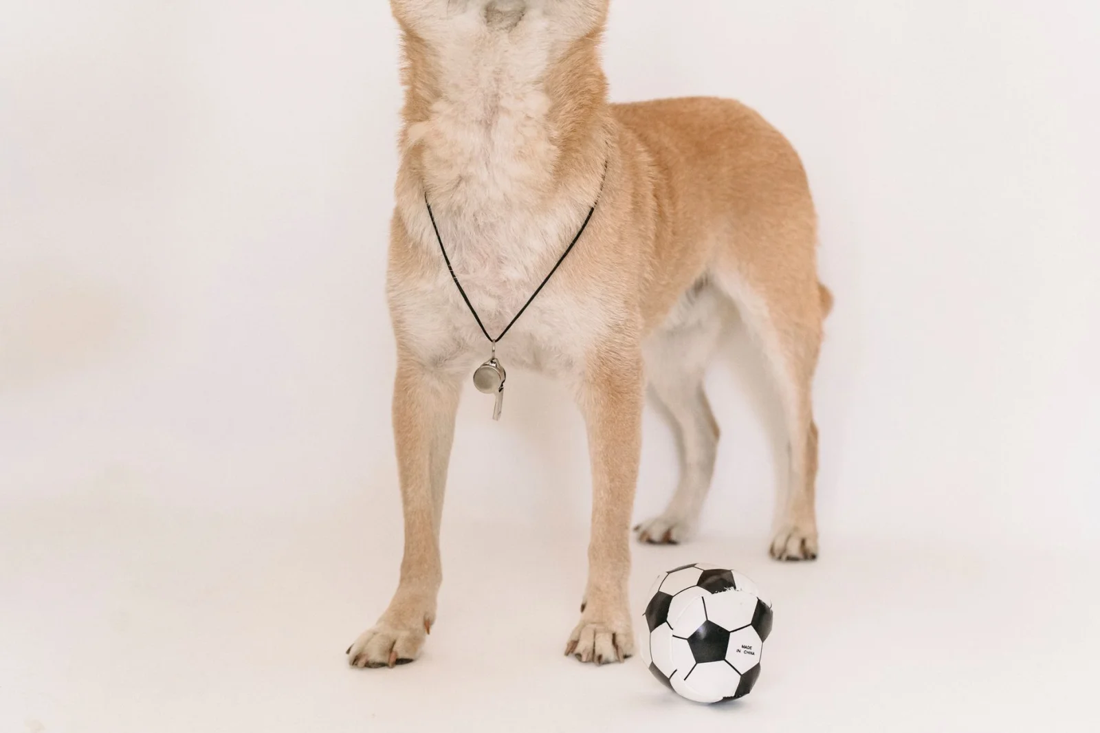 Tactical Analysis in the World of Football: When a Dog Enters the Field!
