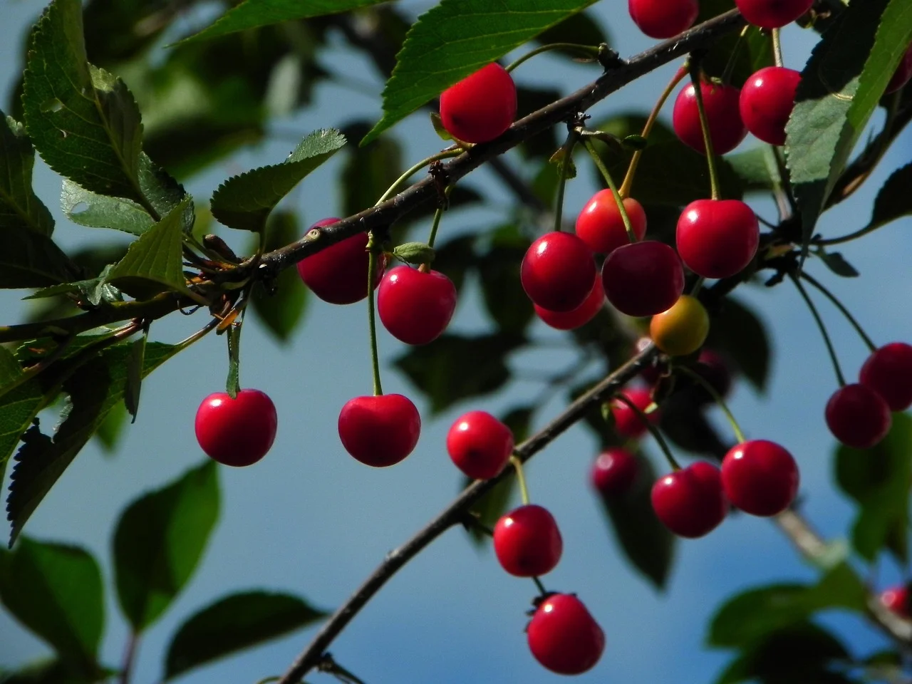 New Summer Service: Cherry Cold Soup, A Taste of Memories