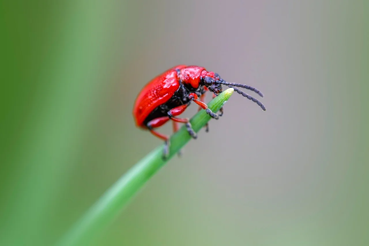 Keep Pests Away from Your Garden with Six Natural Methods!