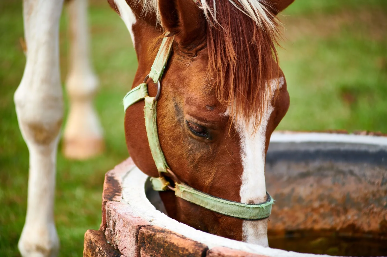 How to Detect Dehydration in Horses?