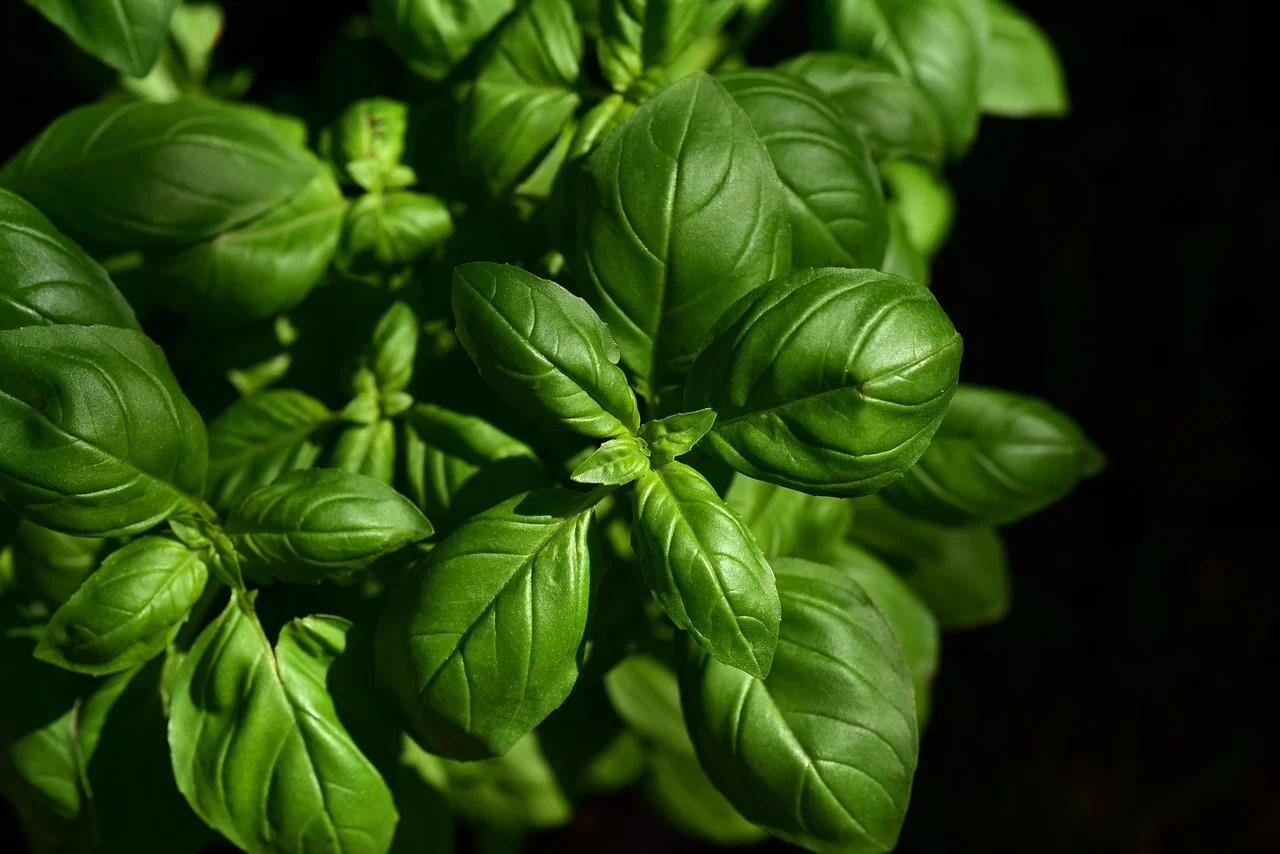The Amazing Secrets of Aromatic Herbs: Get the Best Flavor with These Tricks!