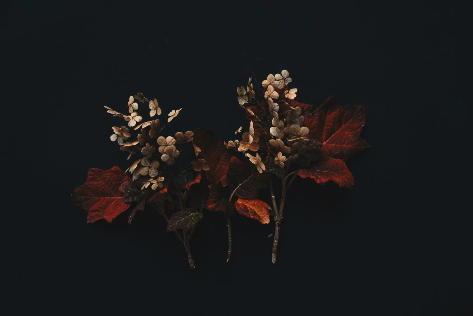 Creative Ways to Dry Hydrangea Flowers at Home