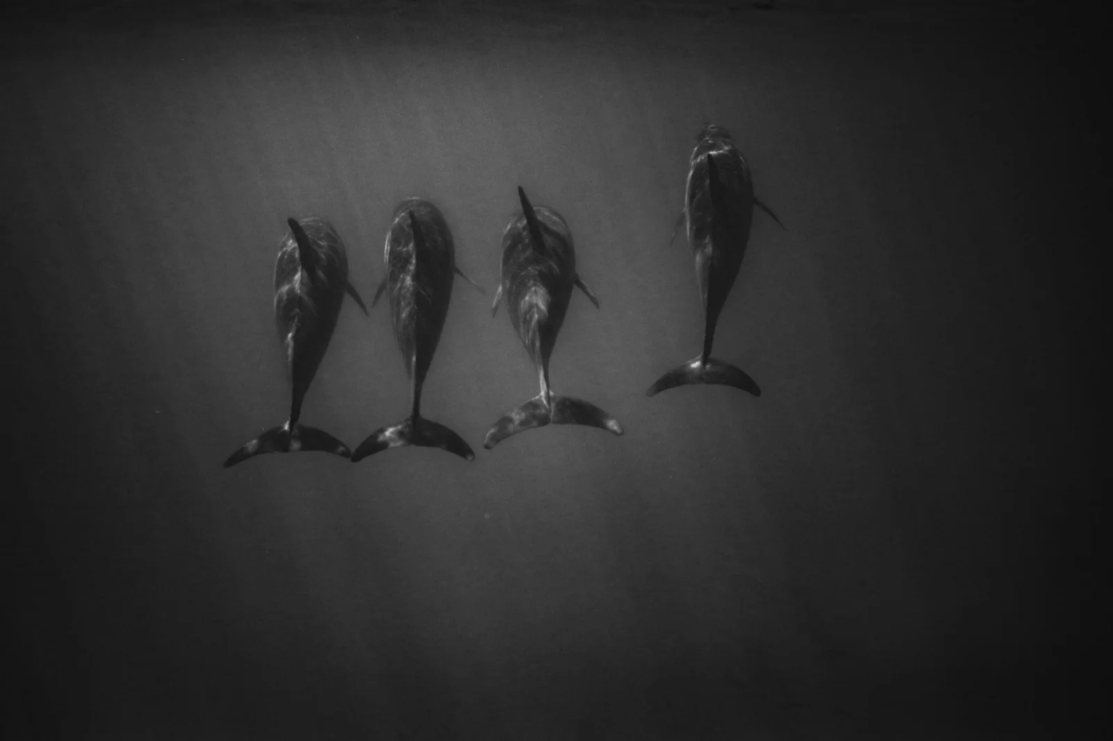 Heartbreaking Dolphin Deaths in the Black Sea: The Sound of War is Deafening