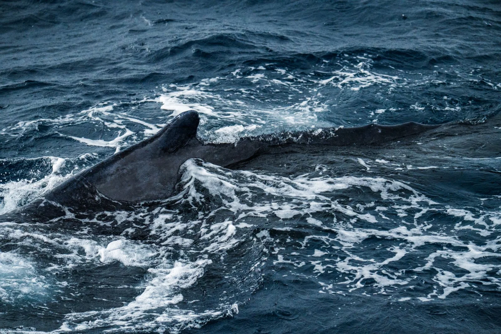 Revival of Whale Populations in Antarctica; Is There New Hope on the Horizon?