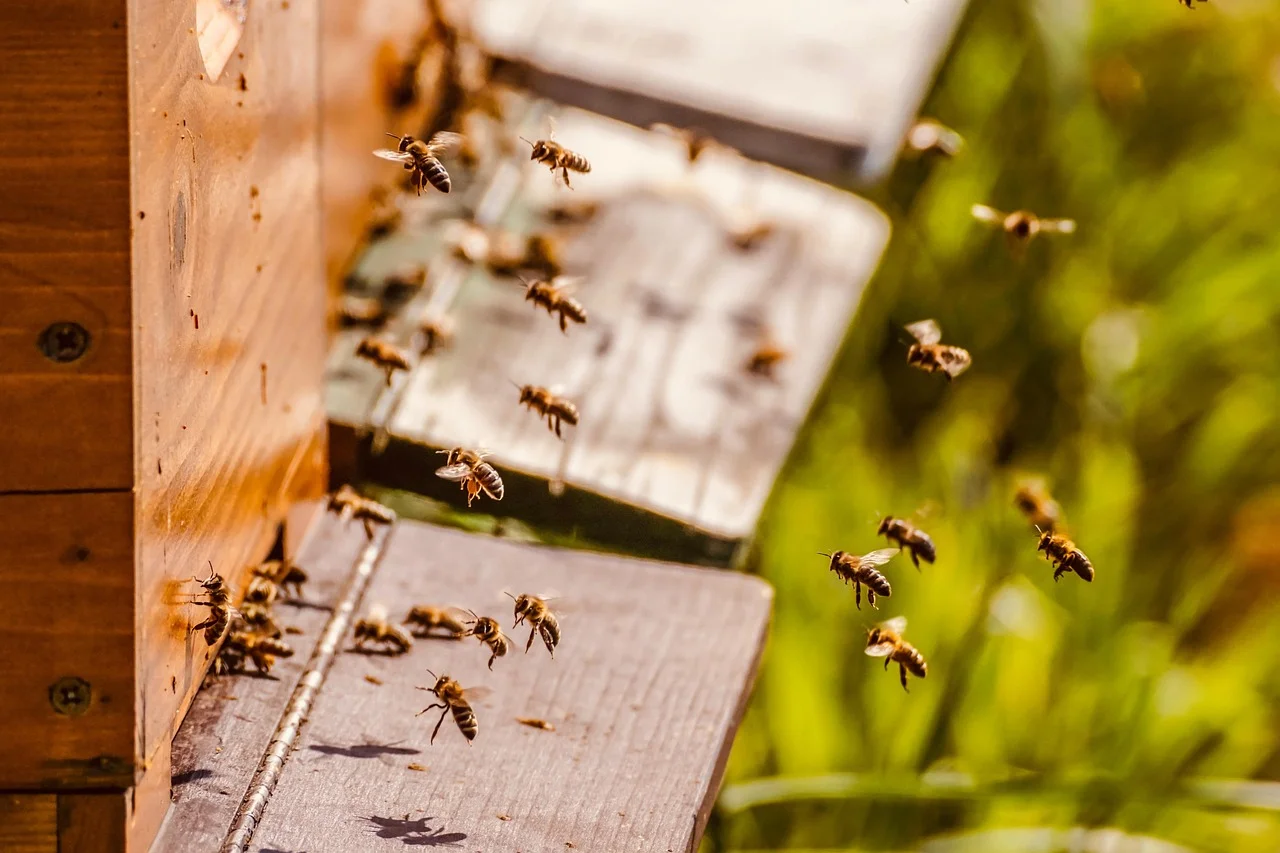 Dangerous Bee Disease; A Wake-Up Call for Beekeepers in Witstock