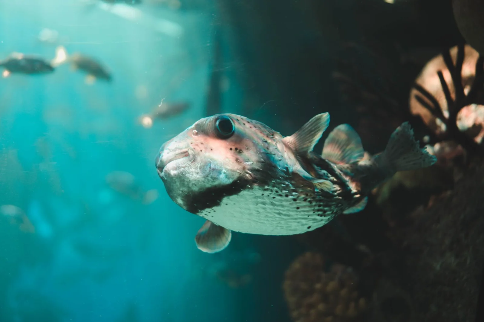 Alarm in the Mediterranean; a fish that even chews through tickets!