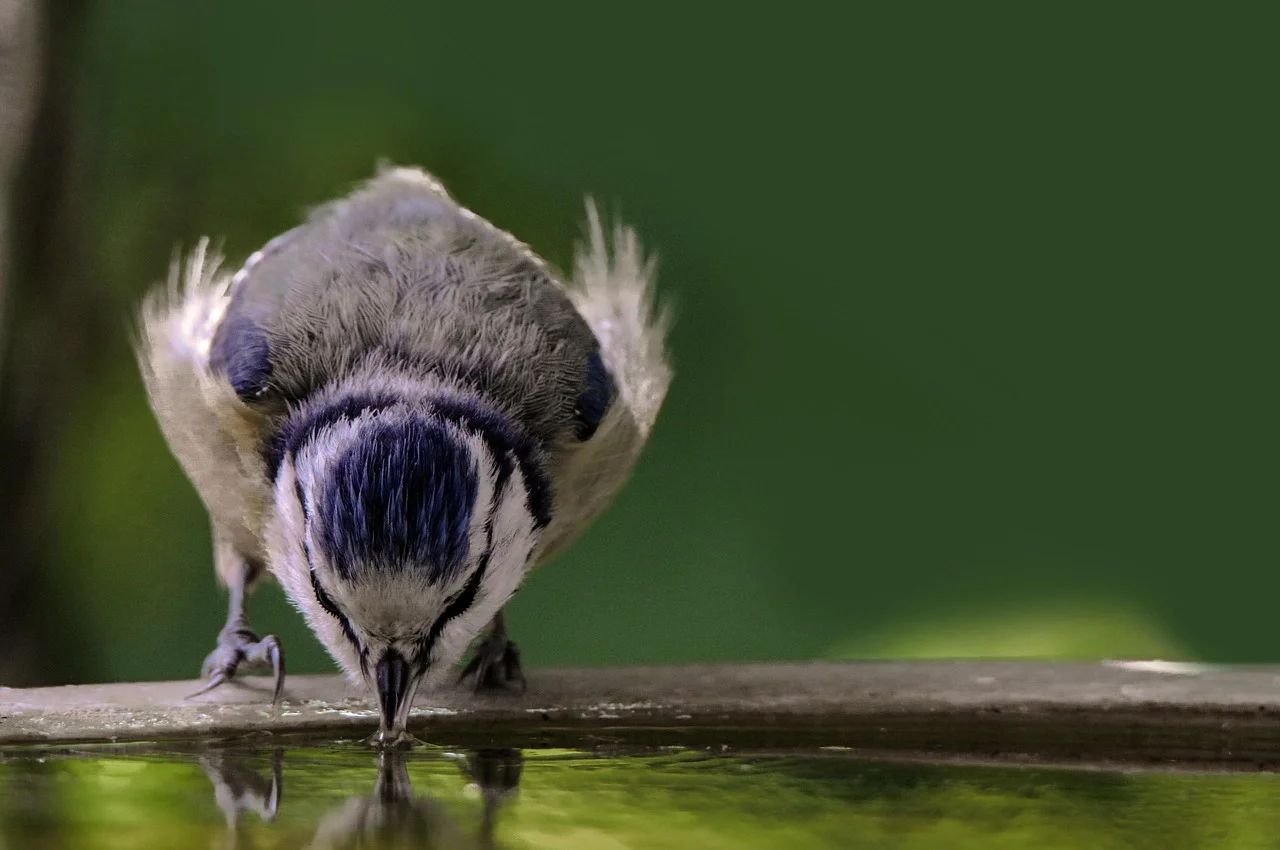 A Disaster in the World of Birds: Suspension of Admissions Due to Heat