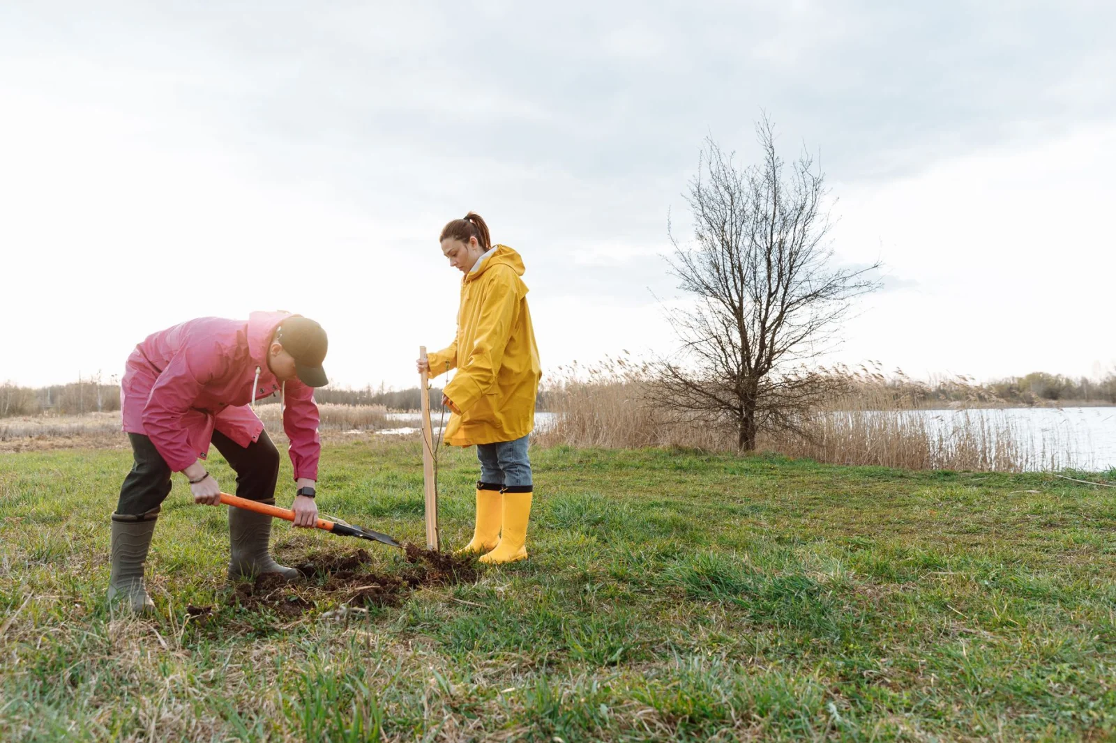 Eagling: 270 New Trees for Nature Restoration After the Storm