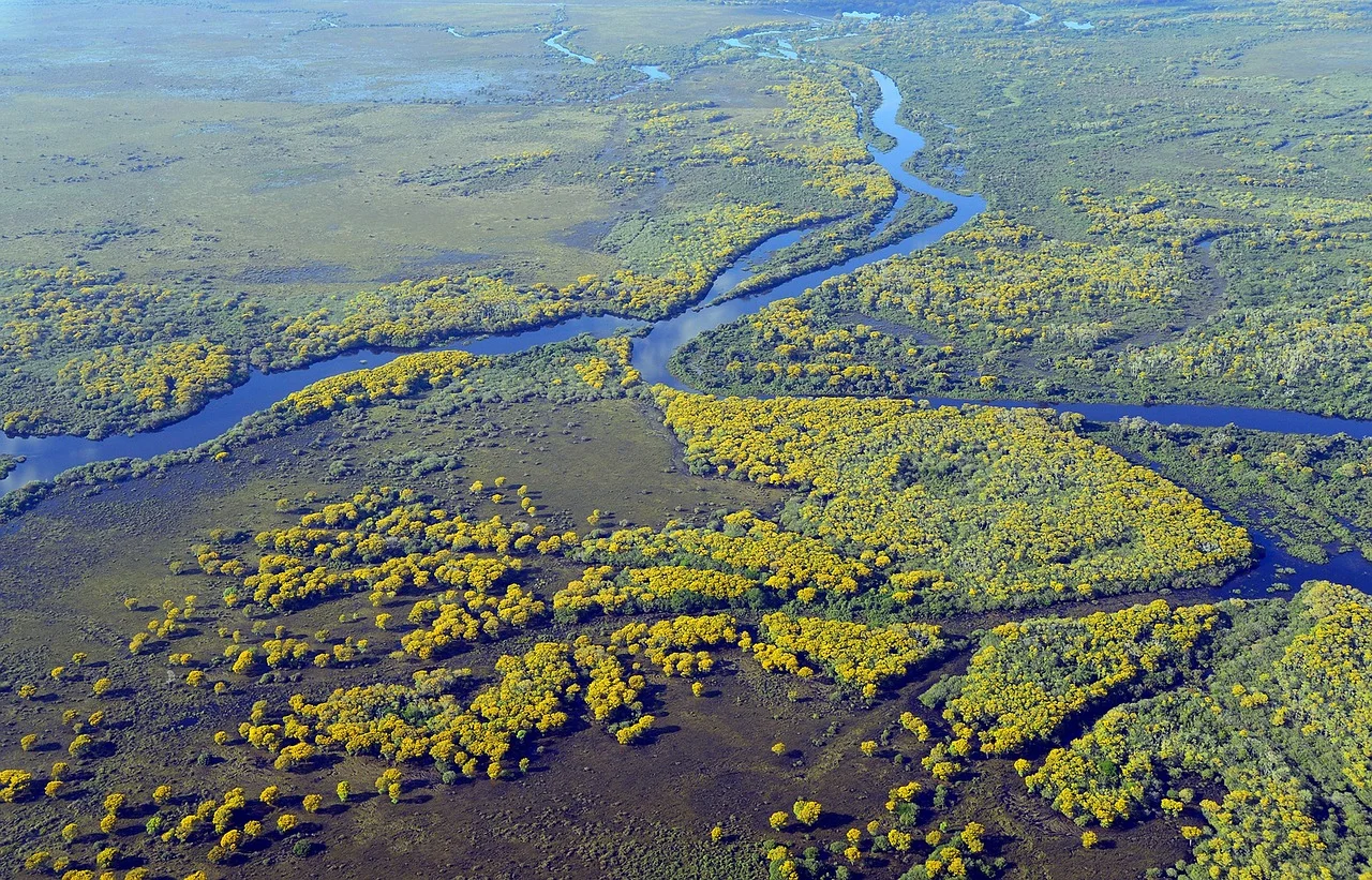 Forests at Risk: Wetland Restoration to Save the Environment