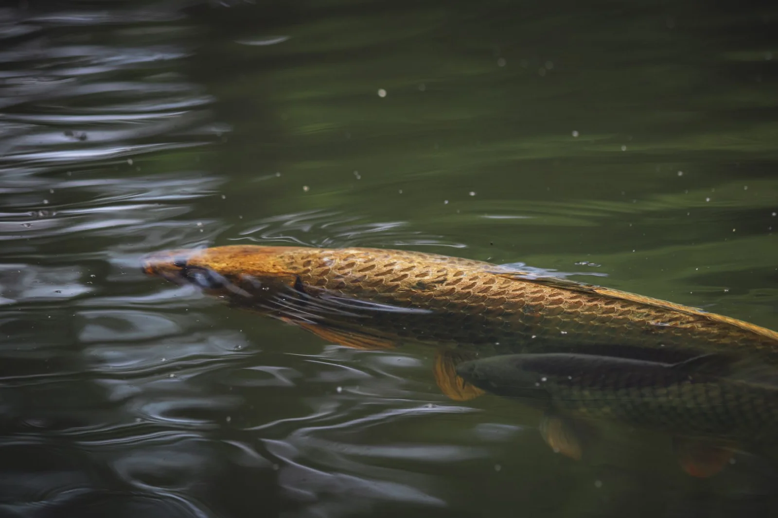 Controversial Theft: The Robbery of Carp from a Pond in Oberpfalz