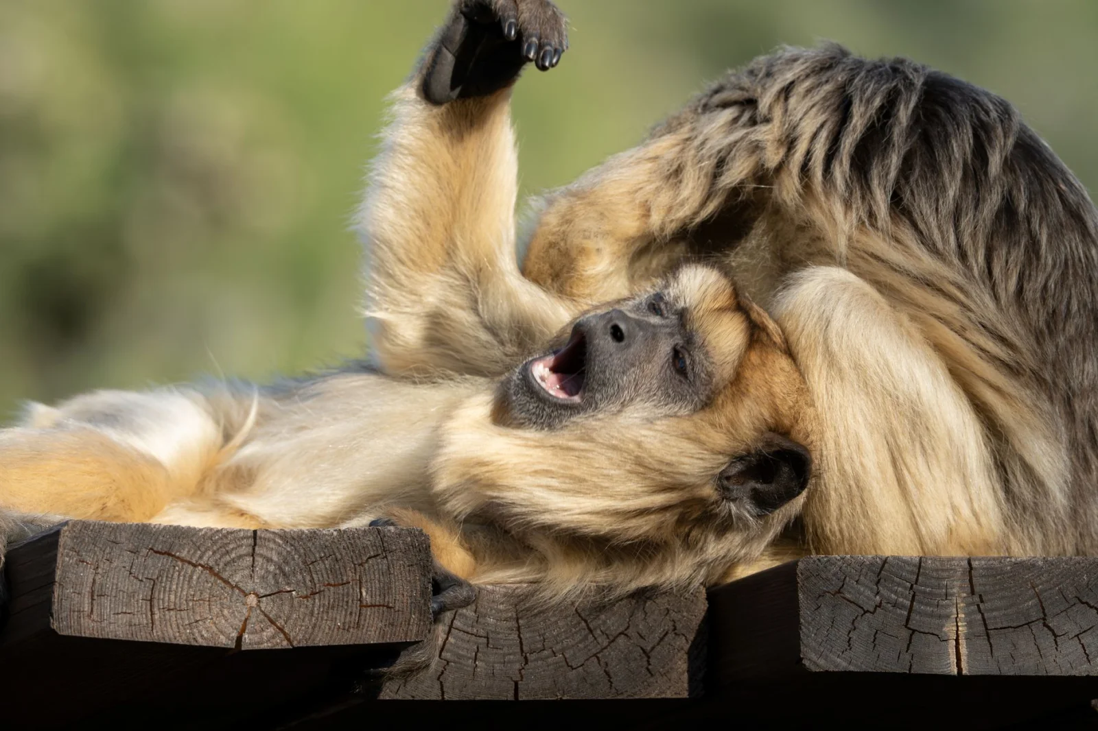 The Secret of Laughter: Why Do Humans and Monkeys Laugh Similarly?
