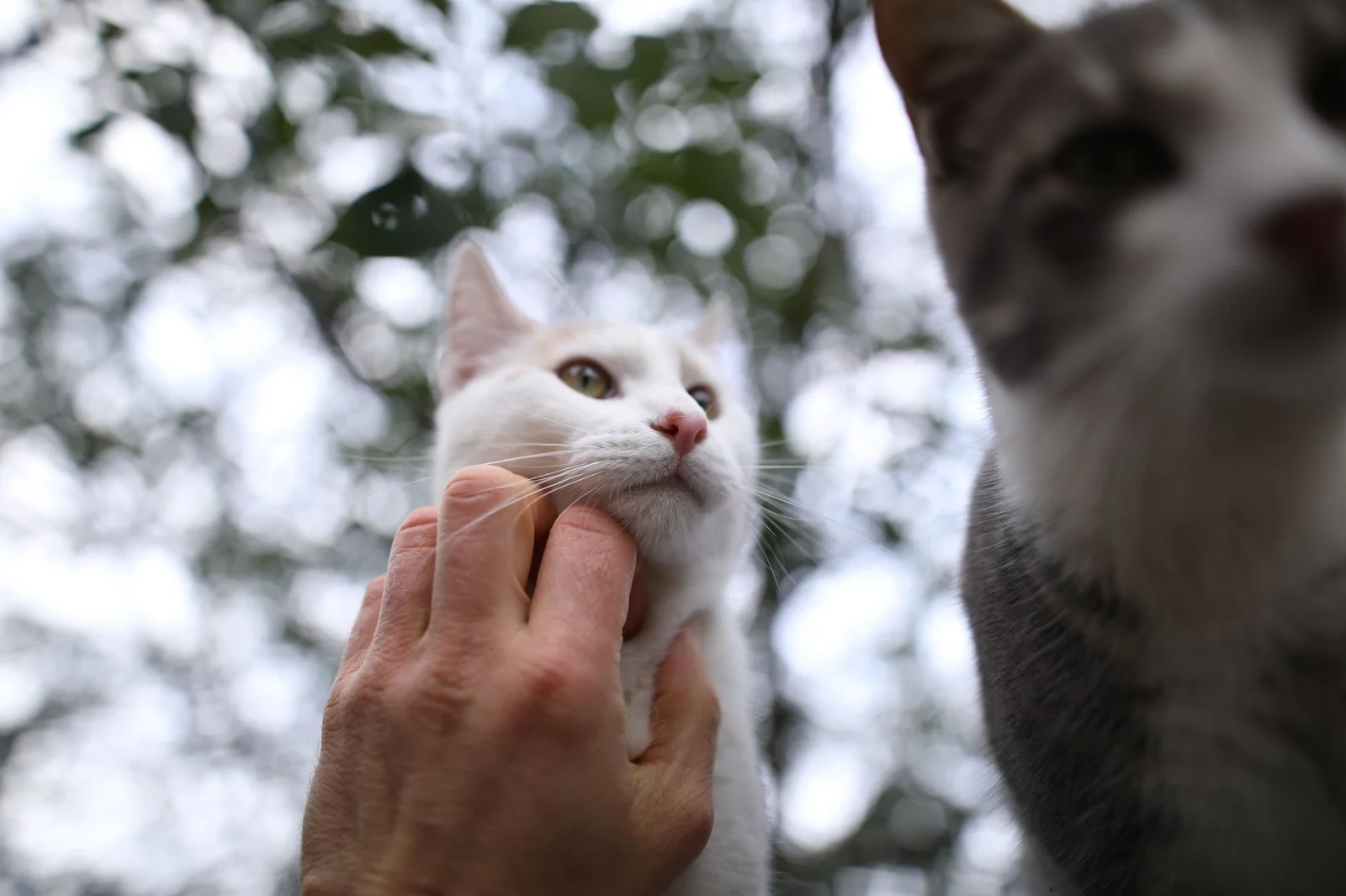 The Secret of Cats' Charm: Why Do They Approach Indifferent Humans?