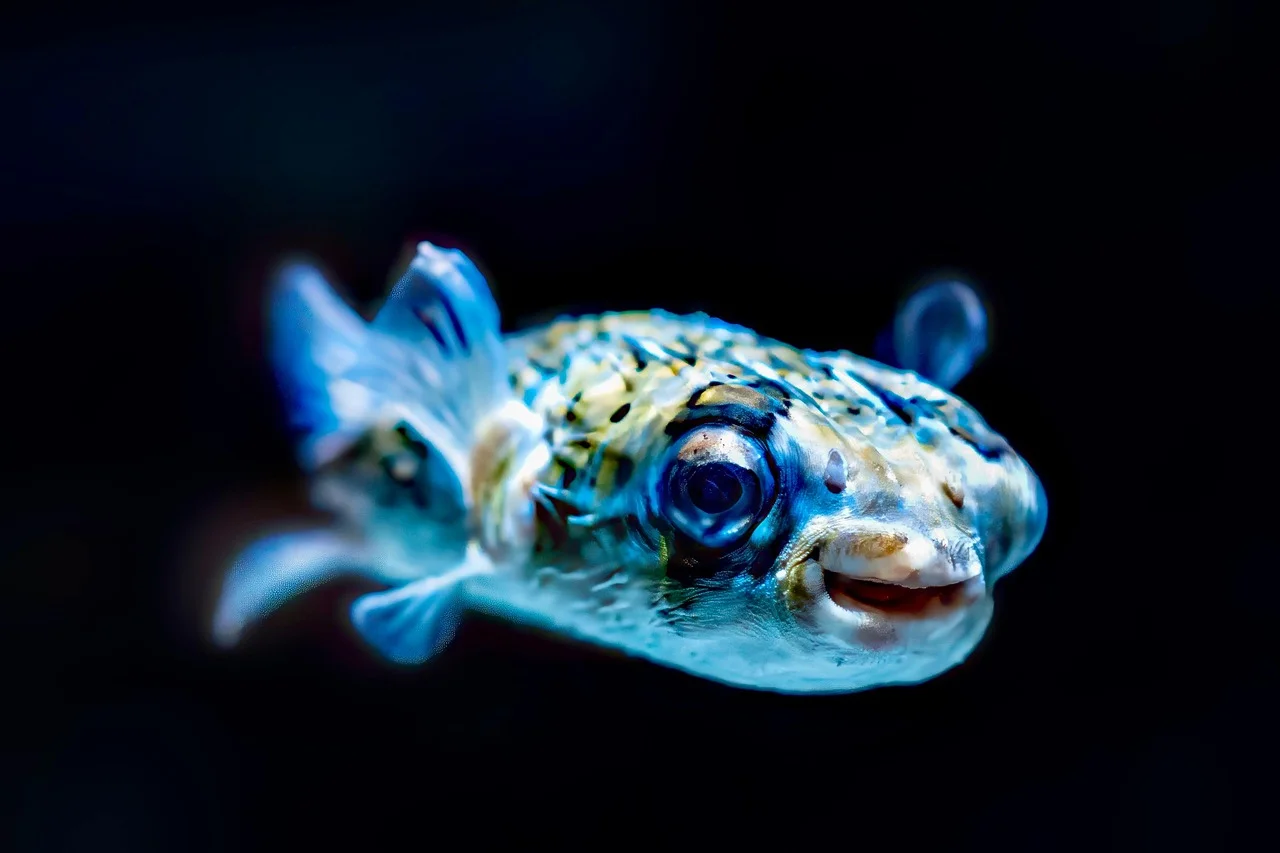 Danger Warning: Poisonous Fish Threatens Human Lives in the Mediterranean