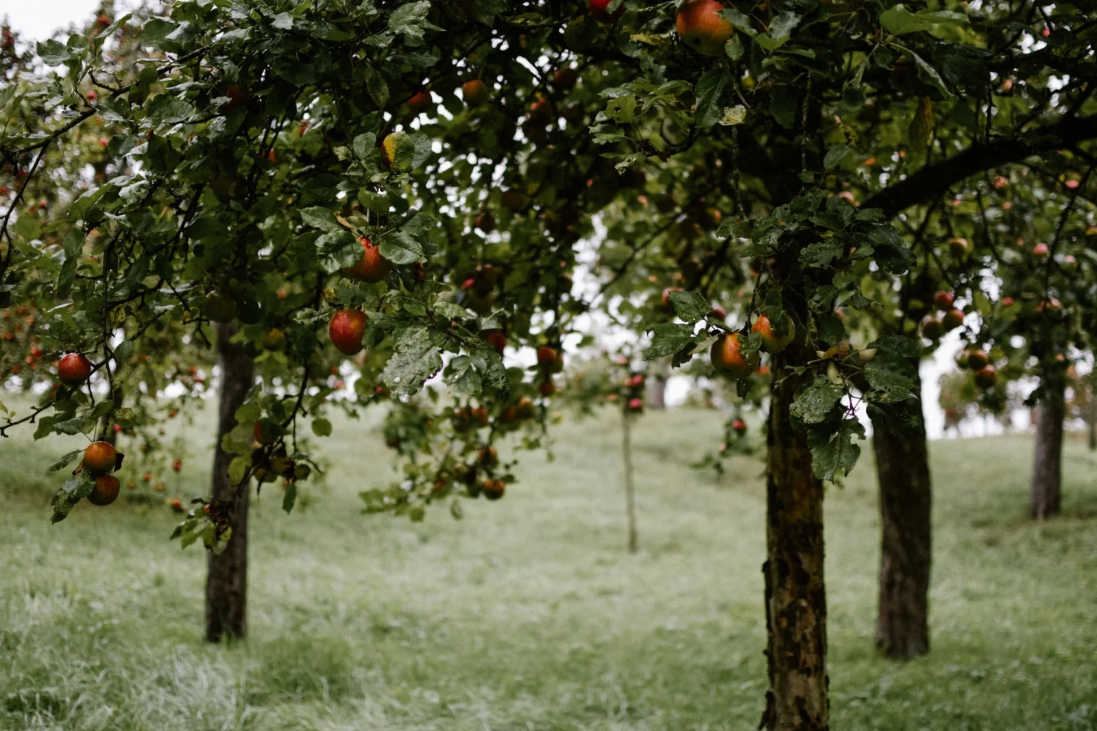 Surprise in Puchheim: Free Fruit Trees for Citizens!