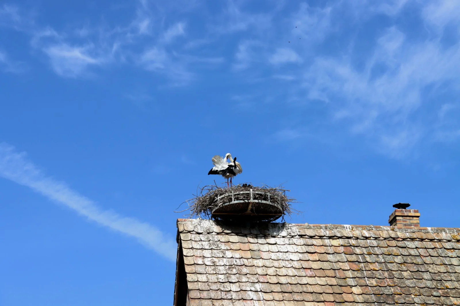 Is the Rescue of Birds and Bats' Lives the Responsibility of Homeowners?