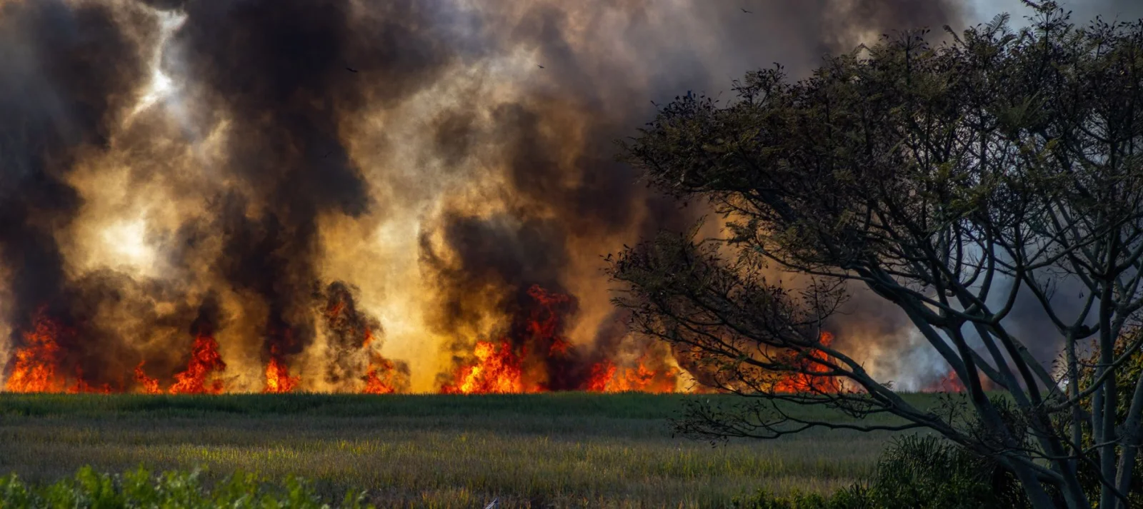 Extensive Fire in German Wheat Fields Contained