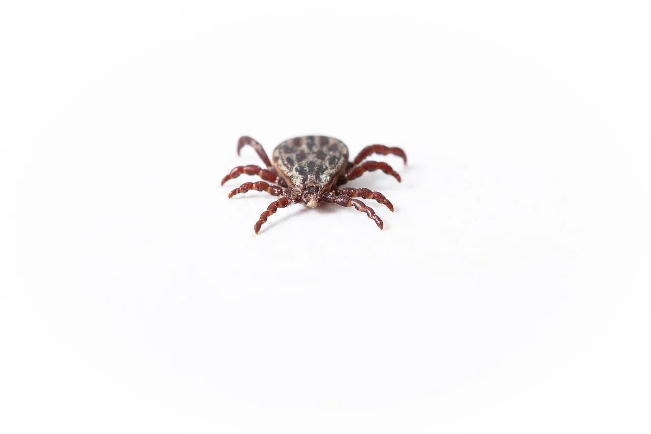 Warning: High-Risk Tick Areas Identified for 2026!