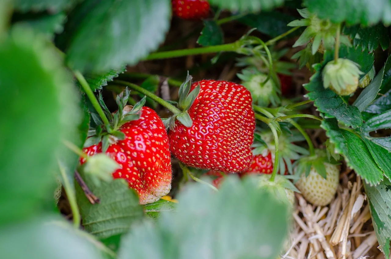 Are Fake Strawberries Edible?
