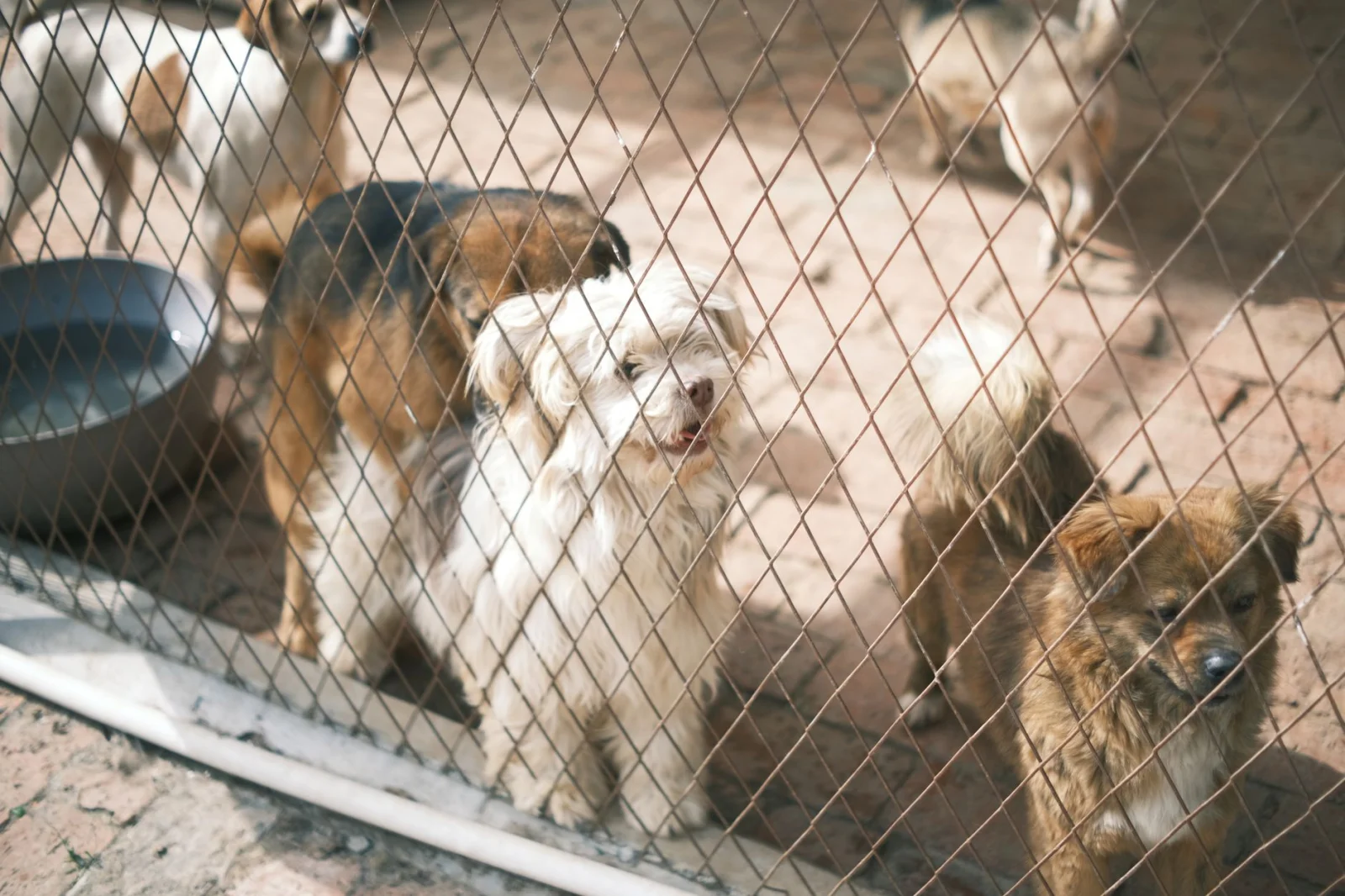 Chapu Remains Homeless Again: The Bitter Fate of a Loyal Dog