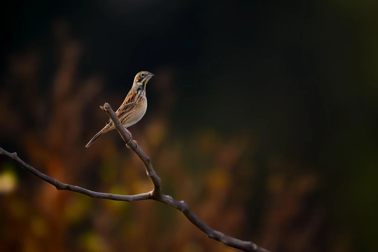 How to Properly Watch Birds?
