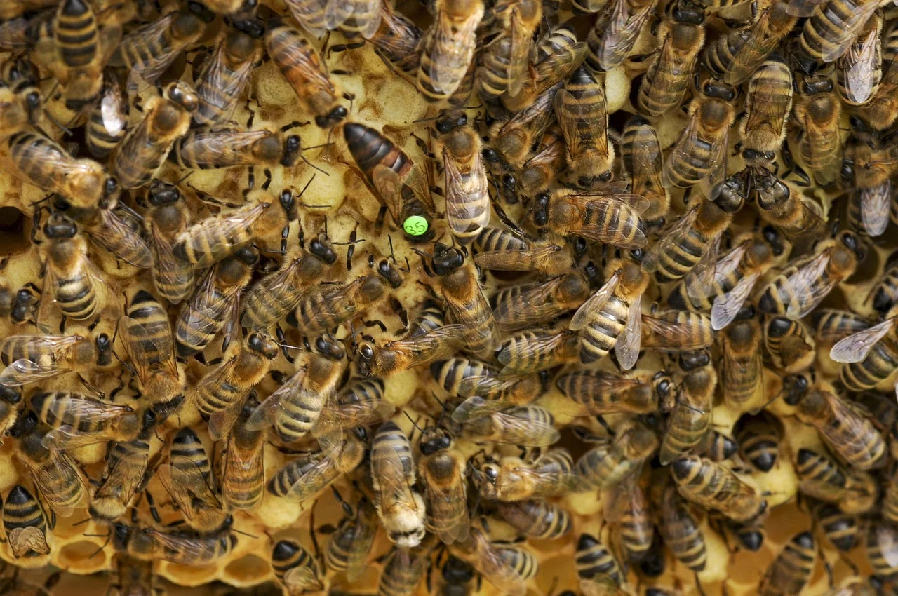 Controversial Claim: The Queen Bee Sacrifices the Health of Her Offspring!
