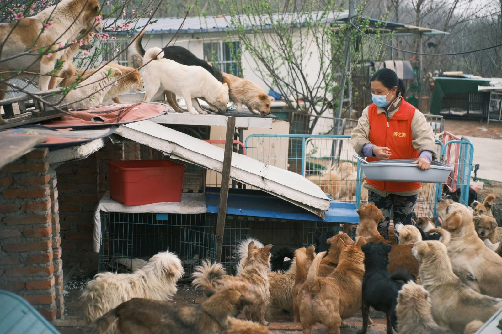 Rescue of 49 Puppies from Inhumane Conditions