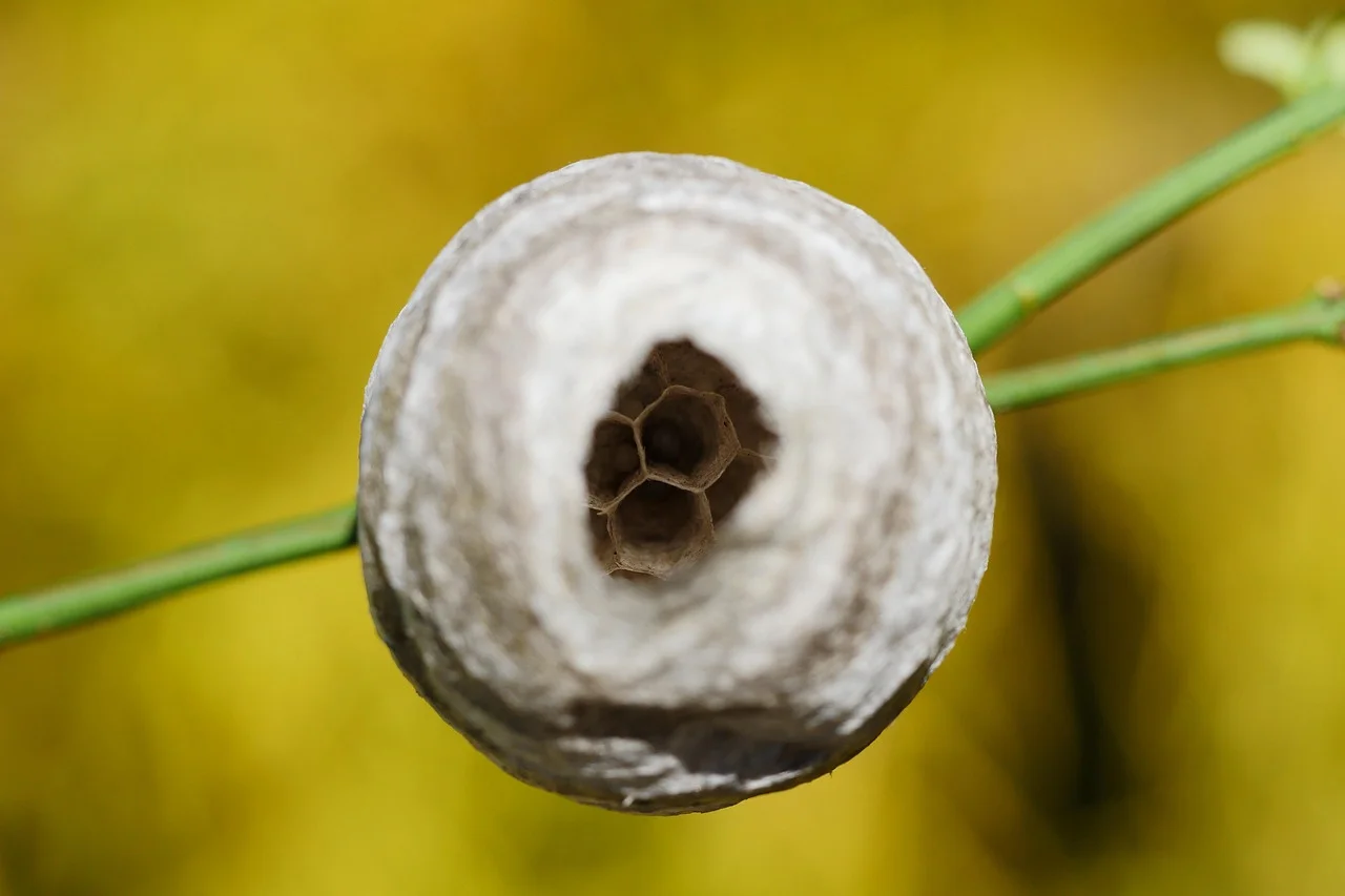 Fighting Flies: Creative Solutions for Gardeners
